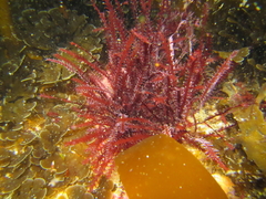 Vidalia colensoi