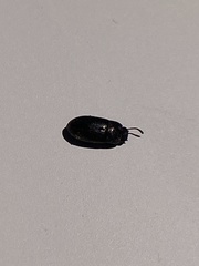 Blapstinus discolor