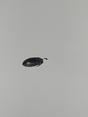 Blapstinus discolor