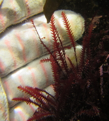 Vidalia colensoi
