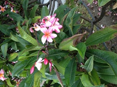 Plumeria