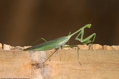 Macromantis hyalina