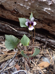 Viola cuneata