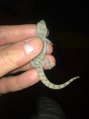 Hemidactylus parvimaculatus