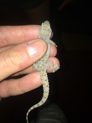 Hemidactylus parvimaculatus