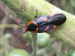 Eustegasta poecila