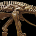 Ornithischian Dinosaurs - Photo (c) en:User:Ballista, some rights reserved (CC BY-SA)