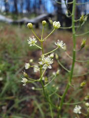 Toxicoscordion micranthum