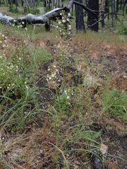 Toxicoscordion micranthum