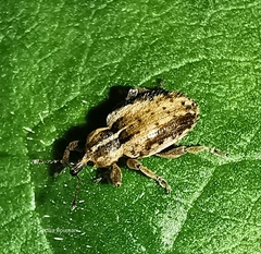 Hypera plantaginis