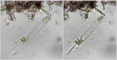 Ditylum