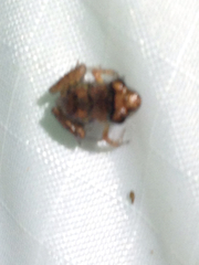 Eleutherodactylus campi