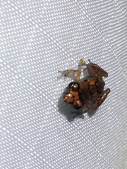 Eleutherodactylus campi