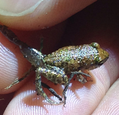 Eleutherodactylus campi