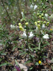 Scutellaria californica