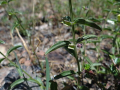 Scutellaria californica