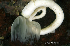 Protula pacifica