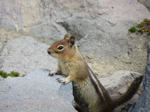 Cascade Golden-mantled Ground Squirrel