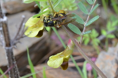 Vicia melanops