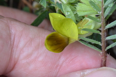 Vicia melanops