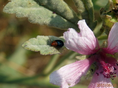 Podagrica fuscicornis