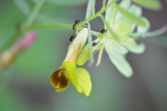Vicia melanops