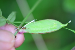 Vicia melanops