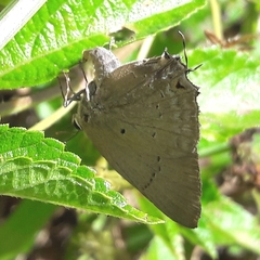 Parrhasius polibetes