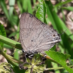 Parrhasius polibetes