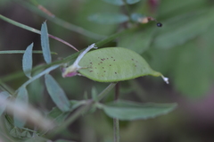Vicia melanops