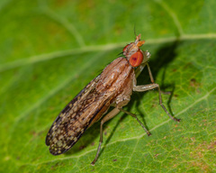 Trypetoptera canadensis