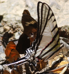 Protographium