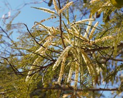 Senegalia macilenta