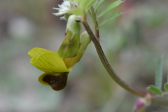 Vicia melanops
