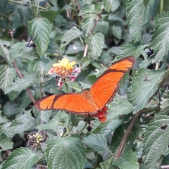 Dryas iulia alcionea