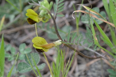 Vicia melanops