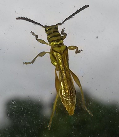 Odontocera fasciata