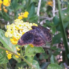 Chiomara mithrax