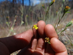 Rigiopappus leptocladus