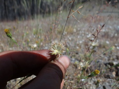 Rigiopappus leptocladus