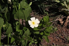 Thunbergia atriplicifolia