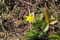Hypoxis angustifolia