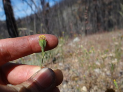 Rigiopappus leptocladus