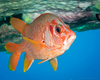 Sabre Squirrelfish - Photo (c) David R, some rights reserved (CC BY-NC), uploaded by David R