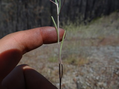 Rigiopappus leptocladus