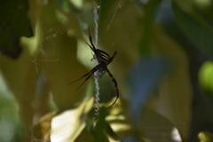 Argiope reinwardti