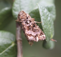 Callopistria rivularis
