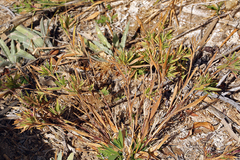 Dichanthelium lanuginosum