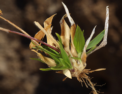 Dichanthelium lanuginosum