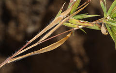 Dichanthelium lanuginosum